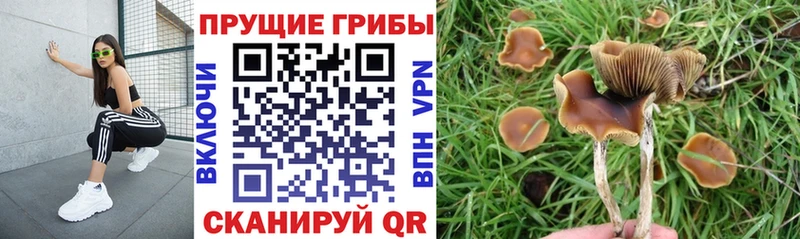 Псилоцибиновые грибы Cubensis  Жигулёвск 